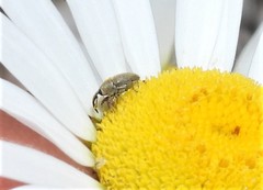 Odontocorynus salebrosus