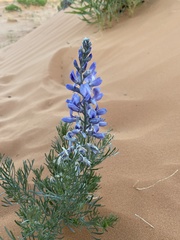Sophora stenophylla