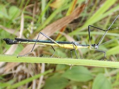 Cesaphasma panamensis