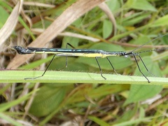 Cesaphasma panamensis