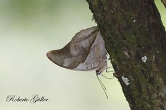 Archaeoprepona chromus