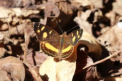 Telenassa berenice