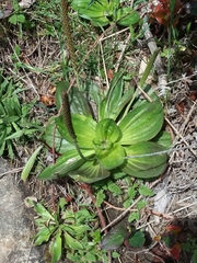 Plantago subnuda