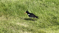 Haematopus ostralegus