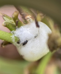 Clastoptera achatina