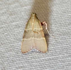 Basacallis tarachodes