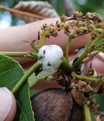 Clastoptera achatina