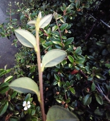 Cotoneaster × suecicus