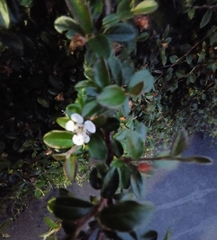 Cotoneaster × suecicus