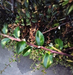 Cotoneaster × suecicus