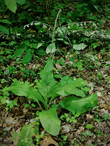 wild comfrey