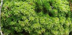Sphagnum strictum