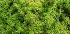 Sphagnum strictum
