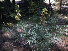 Lupinus angustiflorus