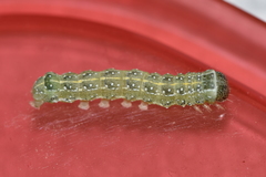 Lithophane patefacta