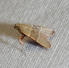 Basacallis tarachodes