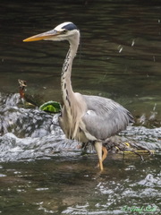 Ardea cinerea
