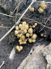 Fungi