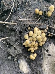 Fungi