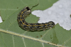 Lithophane patefacta