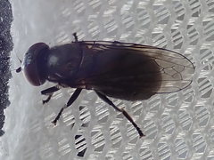 Melanogaster hirtella