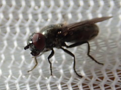 Melanogaster hirtella