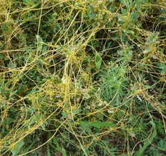 Cuscuta monogyna