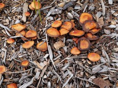 Leratiomyces ceres