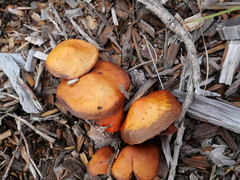 Leratiomyces ceres
