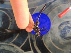 Somatochlora ozarkensis