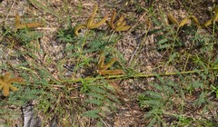 Mimosa hystricina