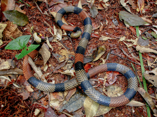 Amazon Coralsnake