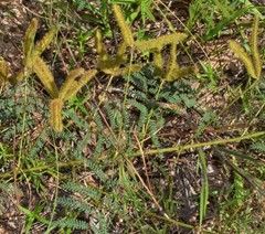 Mimosa hystricina