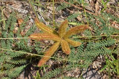 Mimosa hystricina