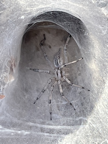 Desert Grass Spider photo 4