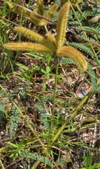 Mimosa hystricina