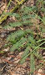 Mimosa hystricina