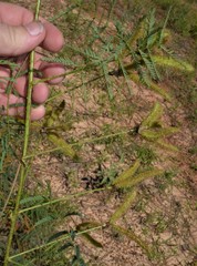 Mimosa hystricina