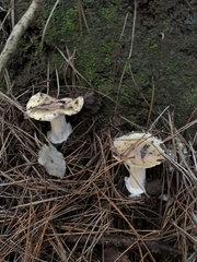 Amanita toxica