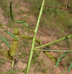 Mimosa hystricina