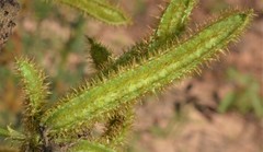 Mimosa hystricina