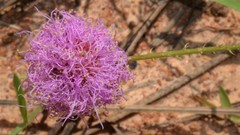 Mimosa hystricina