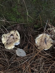 Amanita toxica