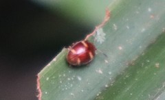 Epopterus flavolineatus