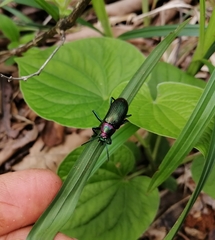 Strongylium auratum
