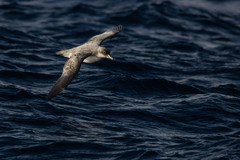 Procellaria cinerea