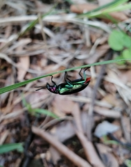 Strongylium auratum