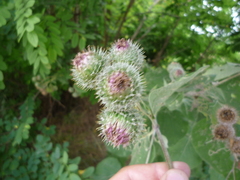 Arctium × ambiguum