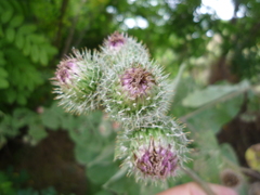 Arctium × ambiguum
