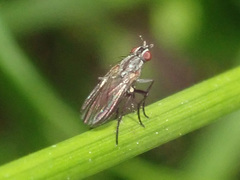 Anthomyia monilis
